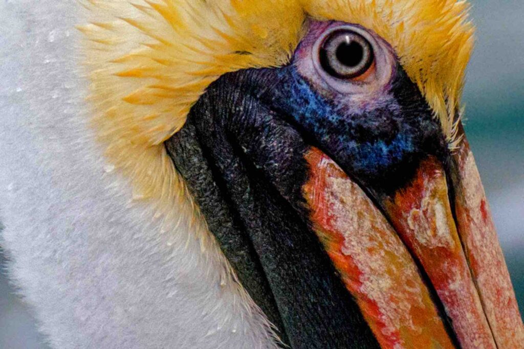 pelican close up face